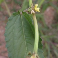 Corchorus capsularis L.